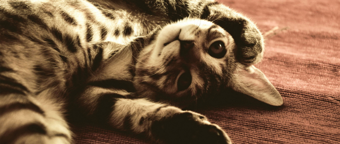 Declawing_cats