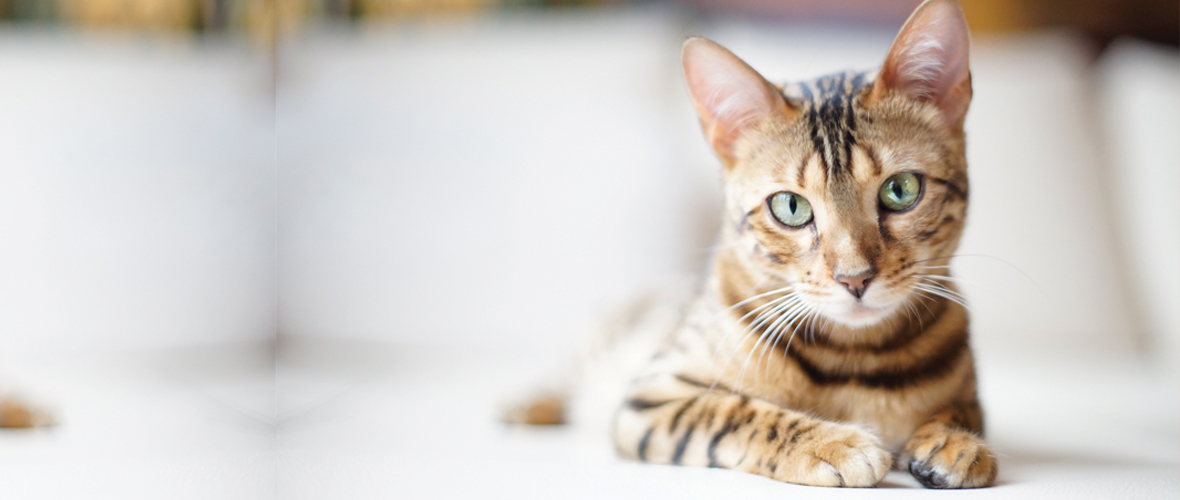 Thinking_of_Adoption